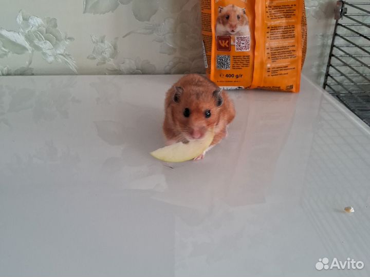 Хомяк с клеткой