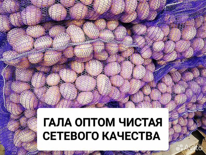Картофель Оптом От кфх