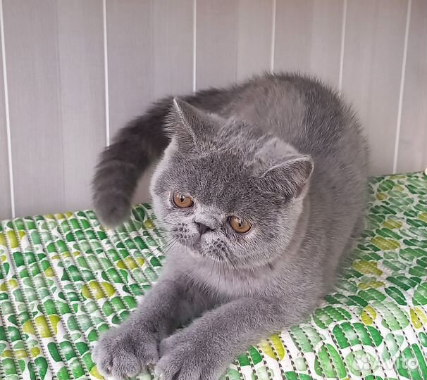 Экзотические принцы и принцессы