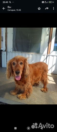 Щенок Спаниеля