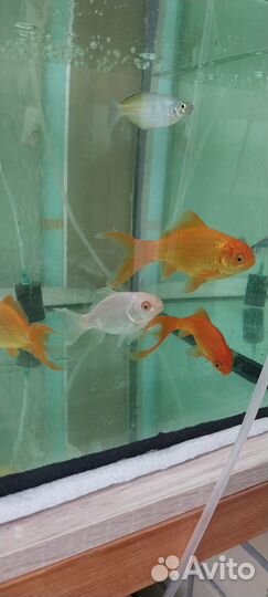 Золотые рыбки.(Кометы)