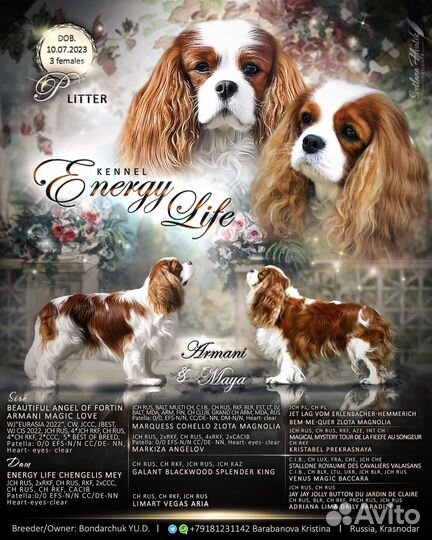 Щенки кавалер кинг чарльз спаниель