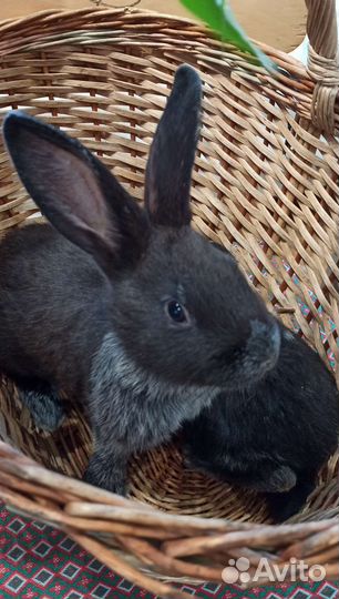 Кролик Серебристый (Полтавское серебро)