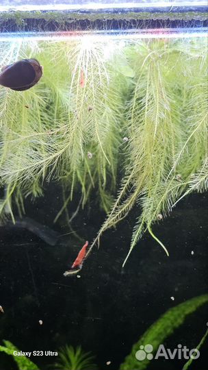 Пистия в аквариум, креветки