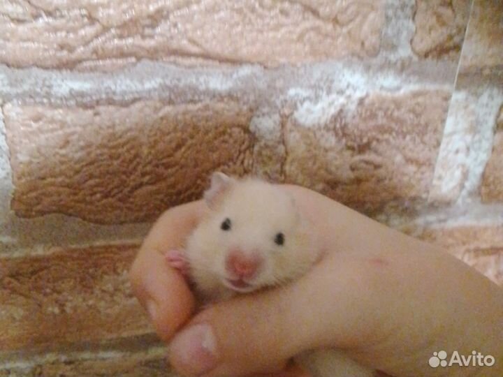 Сирийский хомяк малыш