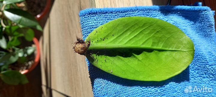 Замиокулькас