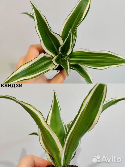 Драцена микс d6