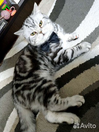 Вязка шотландский кот