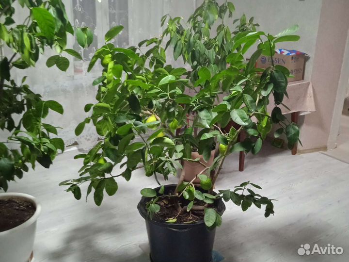 Лимонное дерево