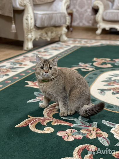 Британский кот Вязка