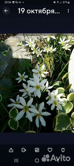 Цветы для сада и дома