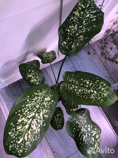 Диффенбахия