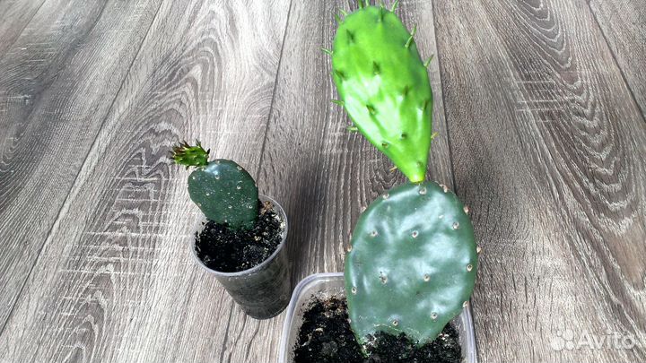 Опунция 3 вида, Эхинопсис, Эпифиллум, Маммилярия