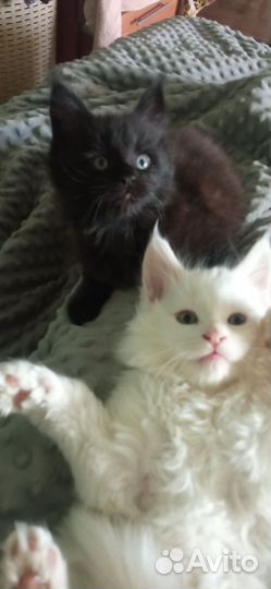 Котята мейн-кун