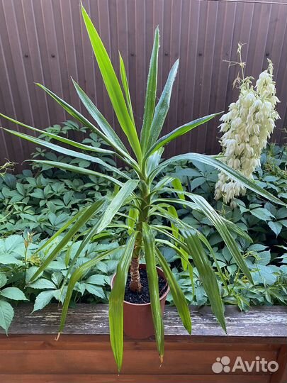 Пальма юкка комнатная