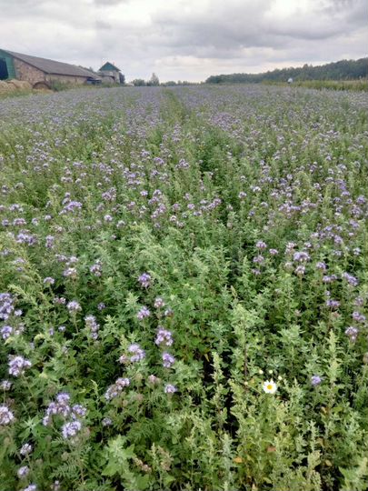 Участок 50 сот. (ИЖС)