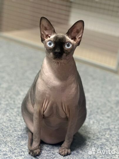 Передержка кошек грызунов рептилий Груминг