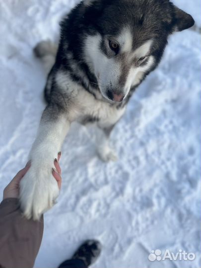 Аляскинский маламут