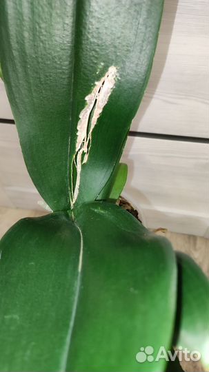 Орхидея фаленопсис