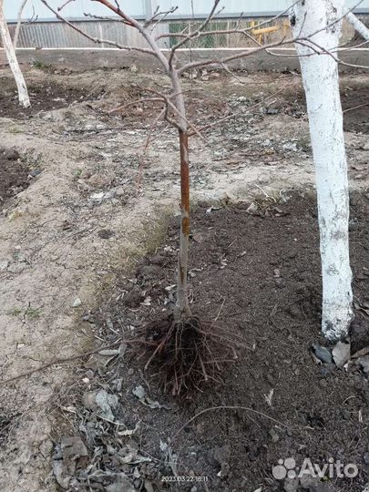 Саженцы дуба