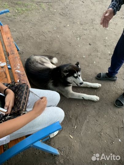 Собаки потеряшки