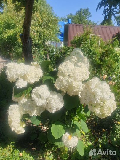 Растения для сада