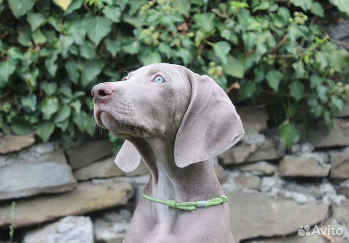 Щенки веймаранера