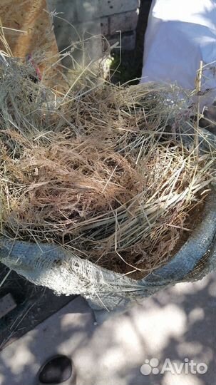 Сено в Мешках сухое