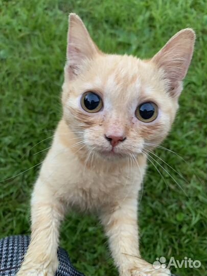 Котенок в добрые руки