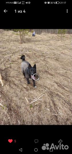 Собаки бесплатно в добрые руки