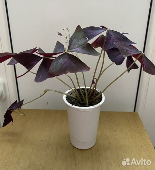 Кислица (мадам батерфляй)