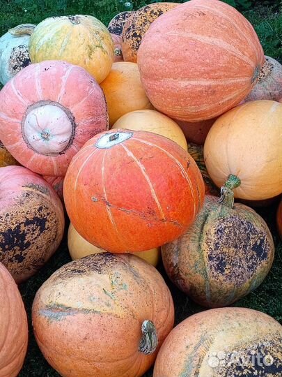 Тыква оптом