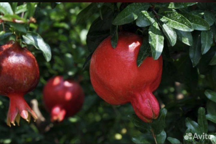 Гранат, вишня, орешник