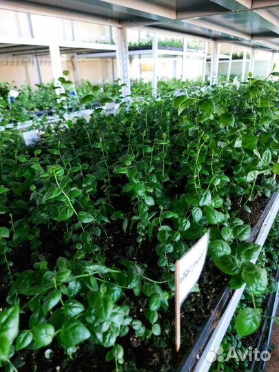 Голубика на доращивание от 1000 шт