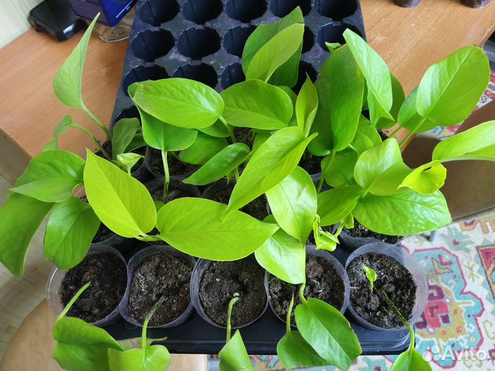 Сингониум и Эпипремнум