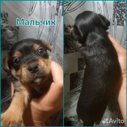 Йоркширский терьер щенки