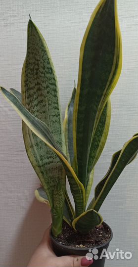 Сансевиерии сортовые