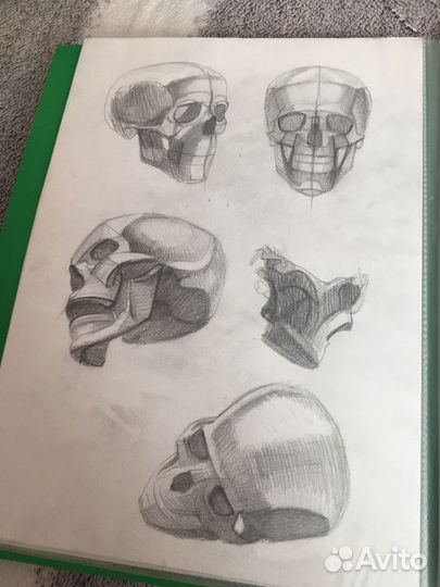 Рисунки по анатомии альбом анатомии рисунок