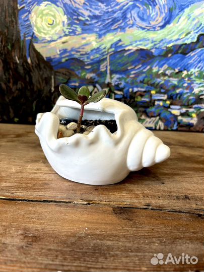 Денежное дереао в белых керамических ракушках