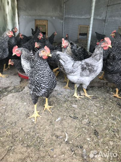 Цыплята суточные несушки ломан Браун