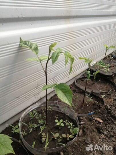 Саженцы маньчжурского ореха