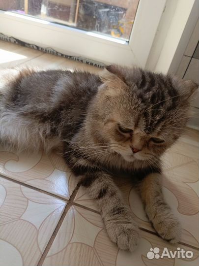 Британские котята