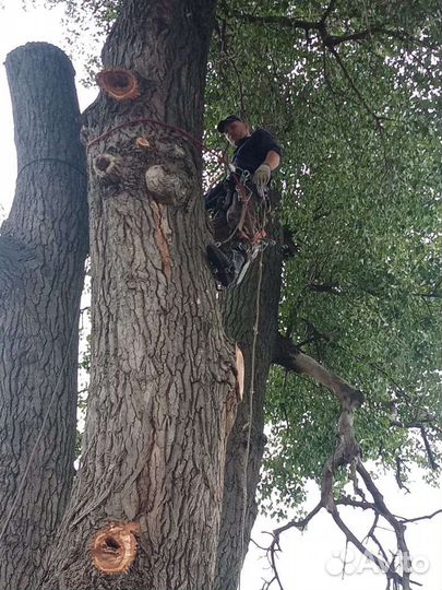 Спил деревьев