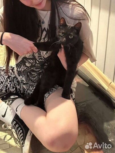 Кот в добрые руки