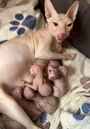 Донской сфинкс