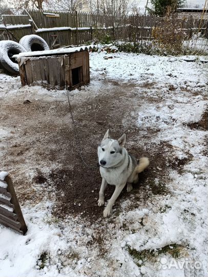 Дворовый пес