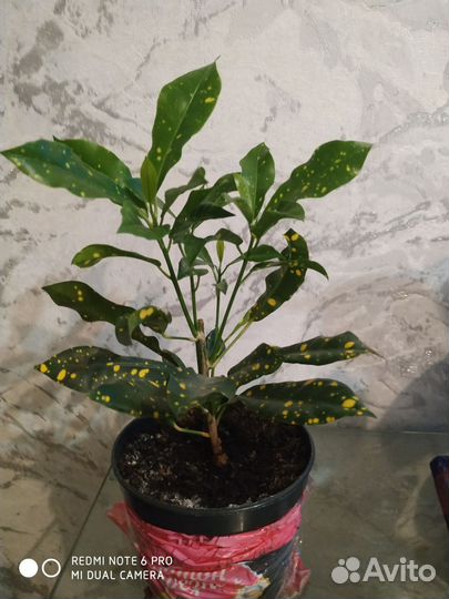 Фикус кротон