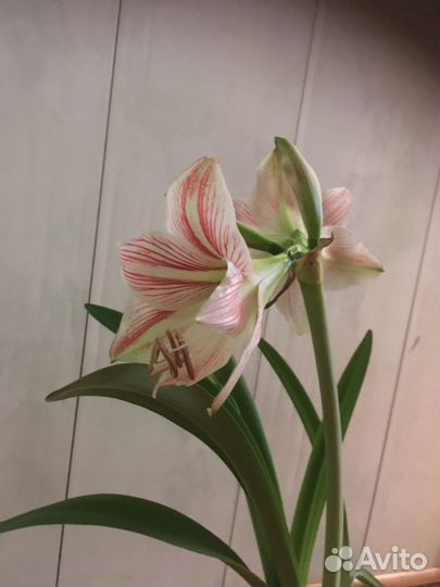 Гиппиаструм