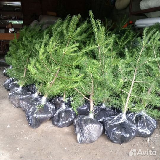 Саженцы сосны