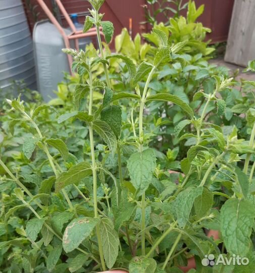 Мята сортовая.Джинура